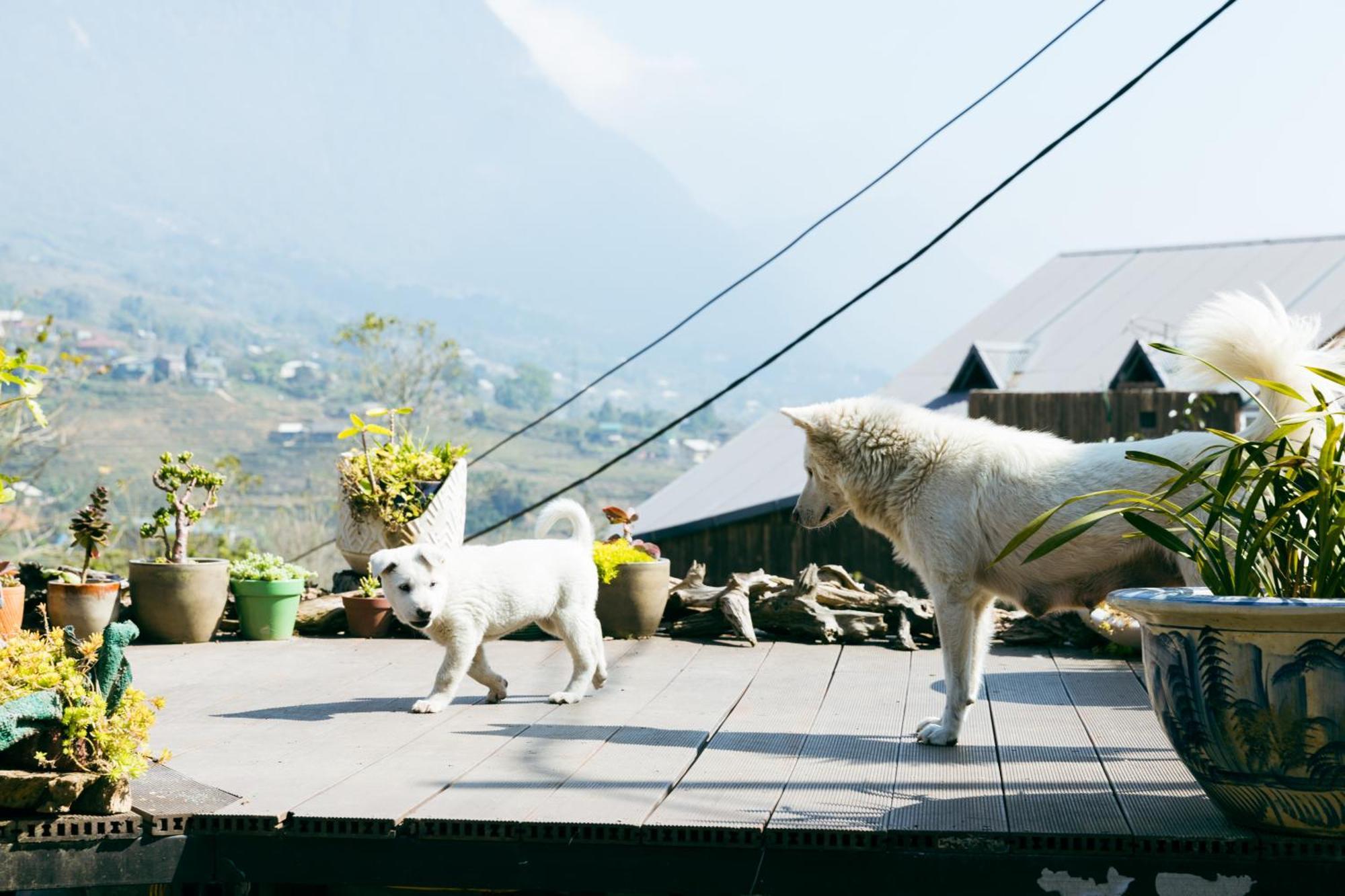 Sapa Plum Eco House Hotel Eksteriør billede